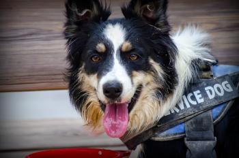 Mia, Border Collie
