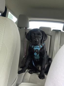 Luke, Labrador Retriever