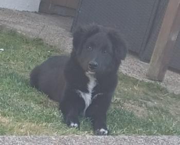 Utah, Border Collie