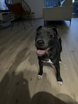 Tayla, Staffordshire Bull Terrier