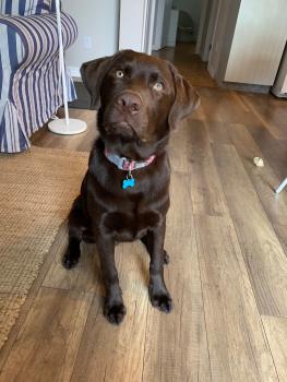Couscous, Labrador Retriever