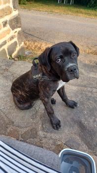 Uno, Cane Corso
