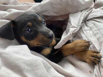 Miga, Pinscher (Alemán)