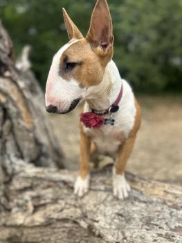 Shelby, Bull Terrier