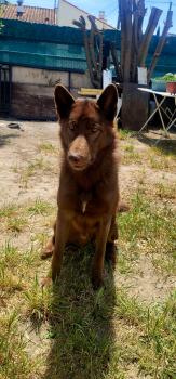 Gyûki, Otros perros