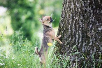 Tara, Chihuahua