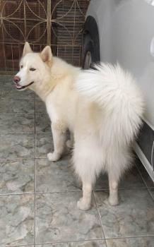 Sansão Gangoa, Husky Siberiano