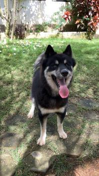 Kira Ivanov The Black, Husky Siberiano