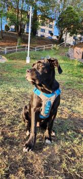 Django, Cane Corso