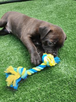 Ettore, Staffordshire Bull Terrier