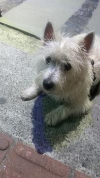 Pedro, West highland white terrier