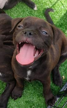 Ettore, Staffordshire Bull Terrier