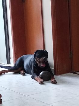 SINFONIA, Rottweiler