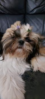 Mina, Shih Tzu
