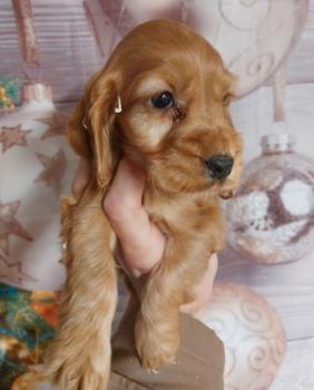 Taya, Cocker Spaniel