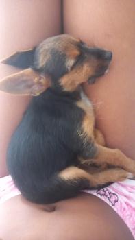 TIANA, Pinscher