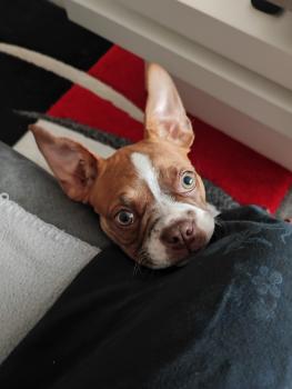 Fibie, Boston Terrier