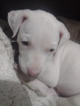 Brocky, Dogo Argentino