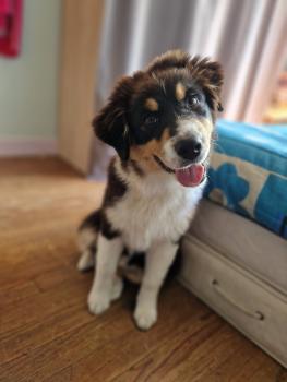 ULANE, Australian Shepherd