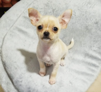 LUNA, Chihuahua langhaariger Schlag