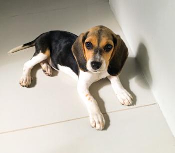 Luna, Beagle