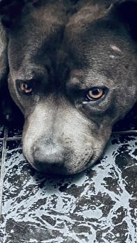Naya, Staffordshire Bull Terrier