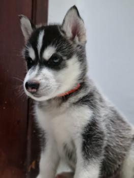 YOSHI, Siberian Husky