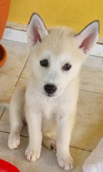 KIARA, Husky Siberiano