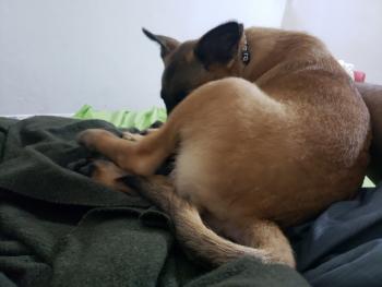 Haller, Pastor Belga Malinois