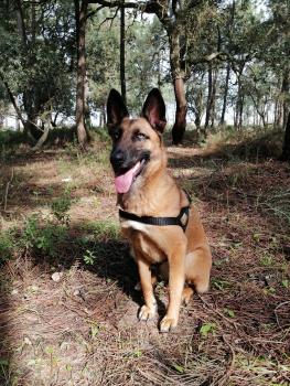 Sushi, Pastor-belga Malinois