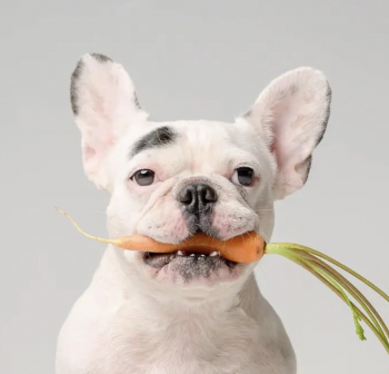 Alice, Französische Bulldogge