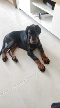Rubi, Dobermann