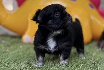 U2, Chihuahua
