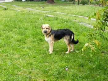 Athos, Pyrenean Shepherd Dog