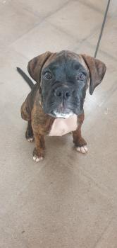 bel.la jirpia, Boxer