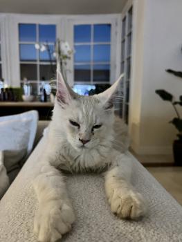 Oden (Maine Coon), Otros perros