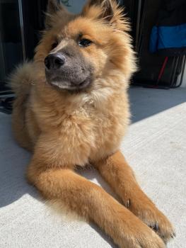 Uhmnia, Eurasier