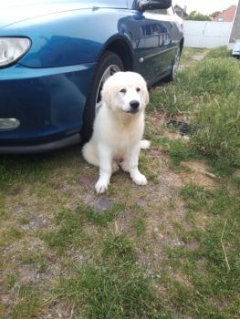 Shadow, Pyrenean Mountain Dog