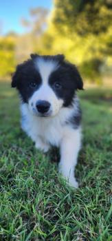 Enso, Border Collie