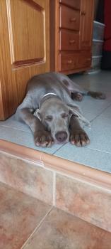 Muffin, Braco De Weimar (De Pelo Corto - Suave)
