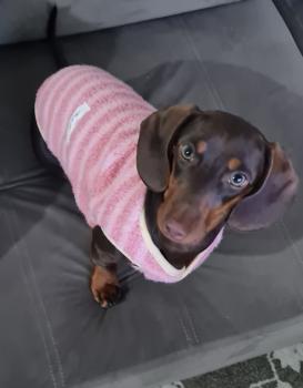 Luna, Dachshund (Pelo Largo)