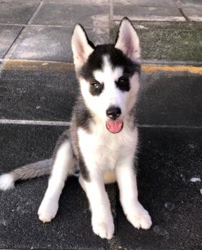 Draco, Husky Siberiano