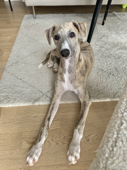 Harry, Whippet