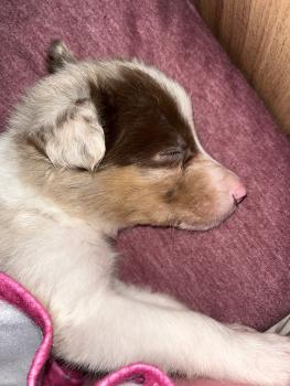 Dante, Border Collie
