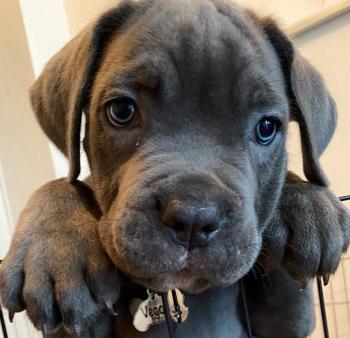 Vega, Cane Corso