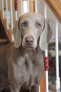 Pearl, Braco De Weimar (De Pelo Corto - Suave)