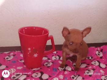 Mel, Pinscher (Alemán)