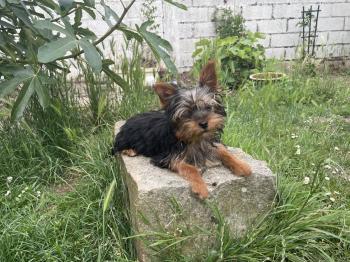 Ulk, Yorkshire Terrier