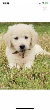 Ubby, Golden Retriever