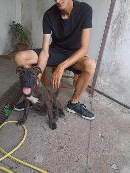 Luna, Bóxer